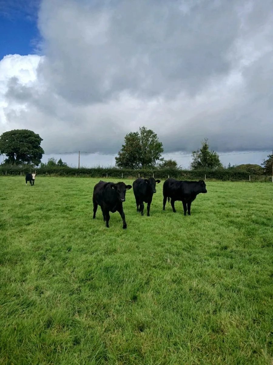 Limousin Heifers For Sale - Image 2