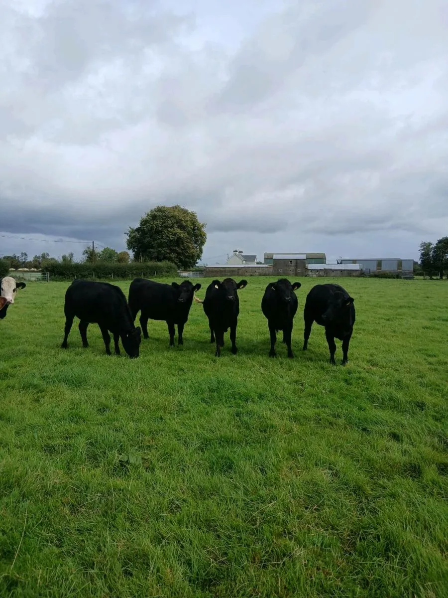 Limousin Heifers For Sale - Image 1
