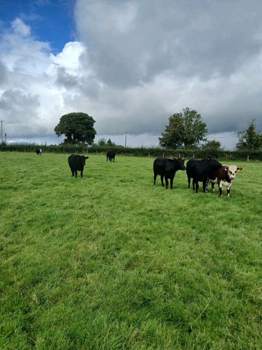 Limousin Heifers For Sale - Image 3