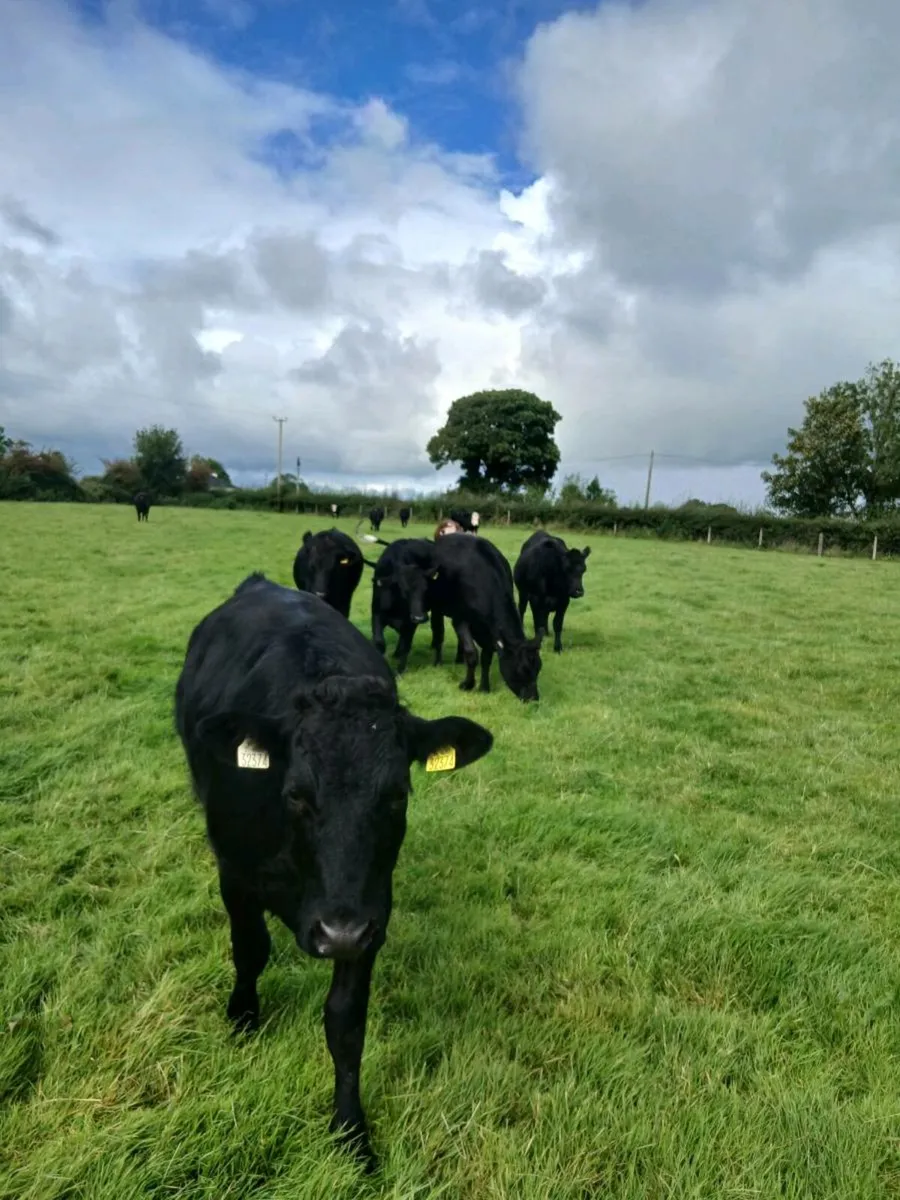 Limousin Heifers For Sale - Image 4
