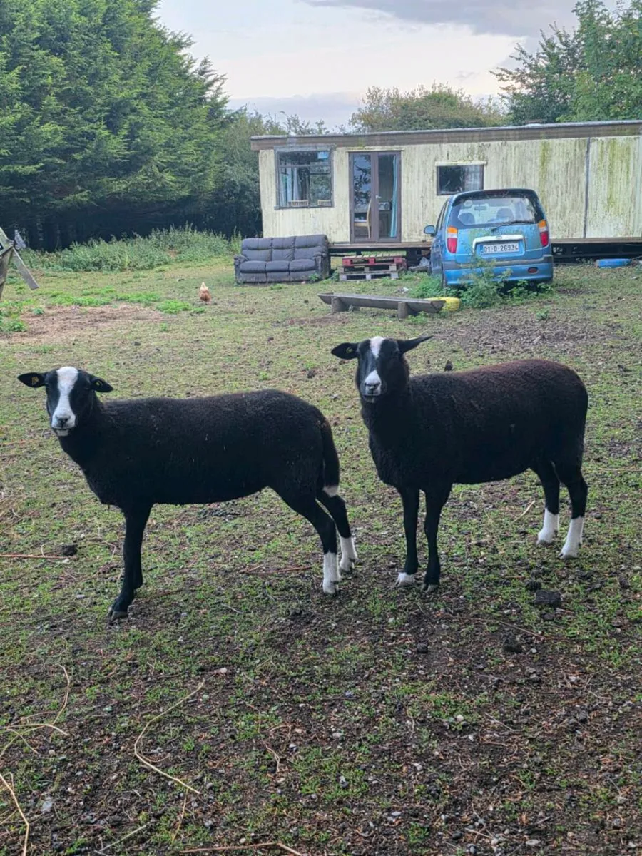 Zwartble hogget ewe's - Image 1
