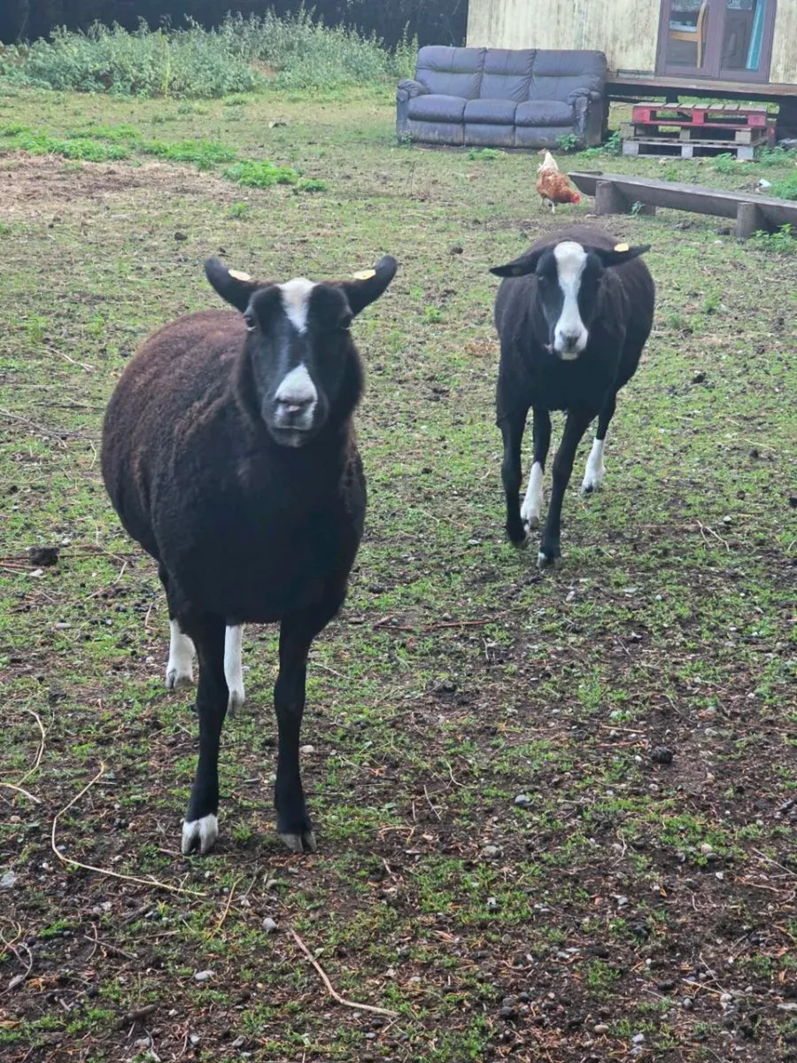 Zwartble hogget ewe's - Image 2