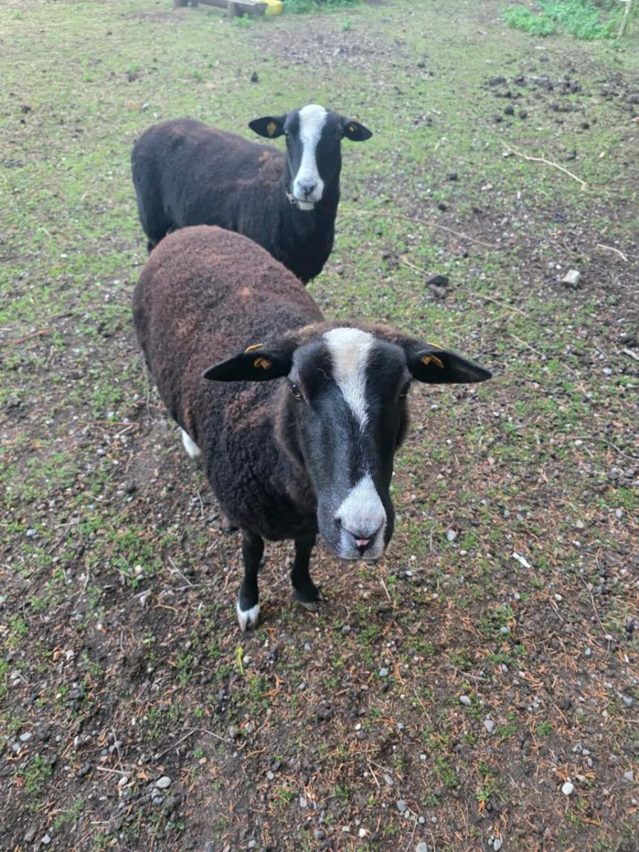 Zwartble hogget ewe's - Image 3