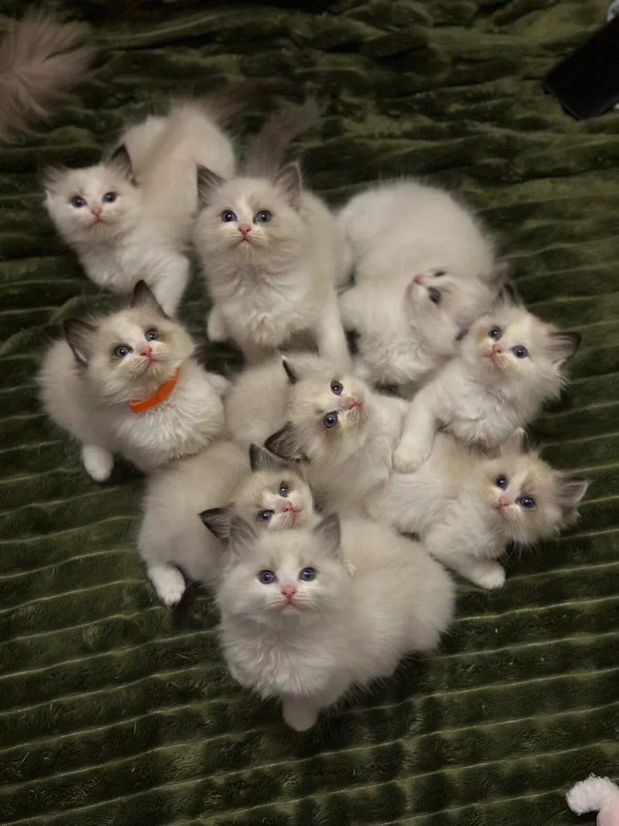 Exclusive Ragdoll Kittens | TICA Registered - Image 2