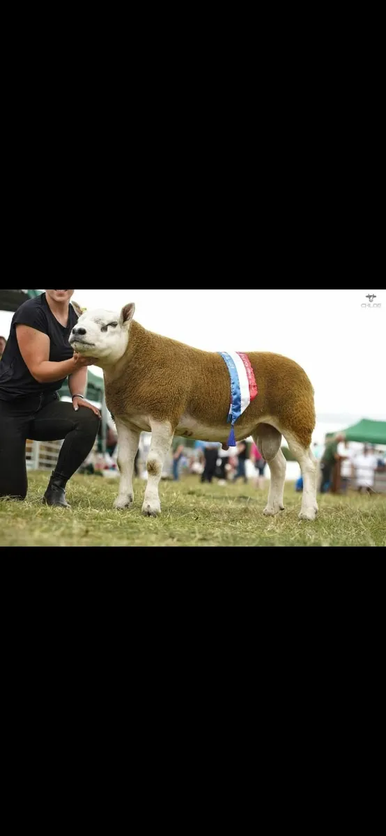 Texel Rams - Image 1