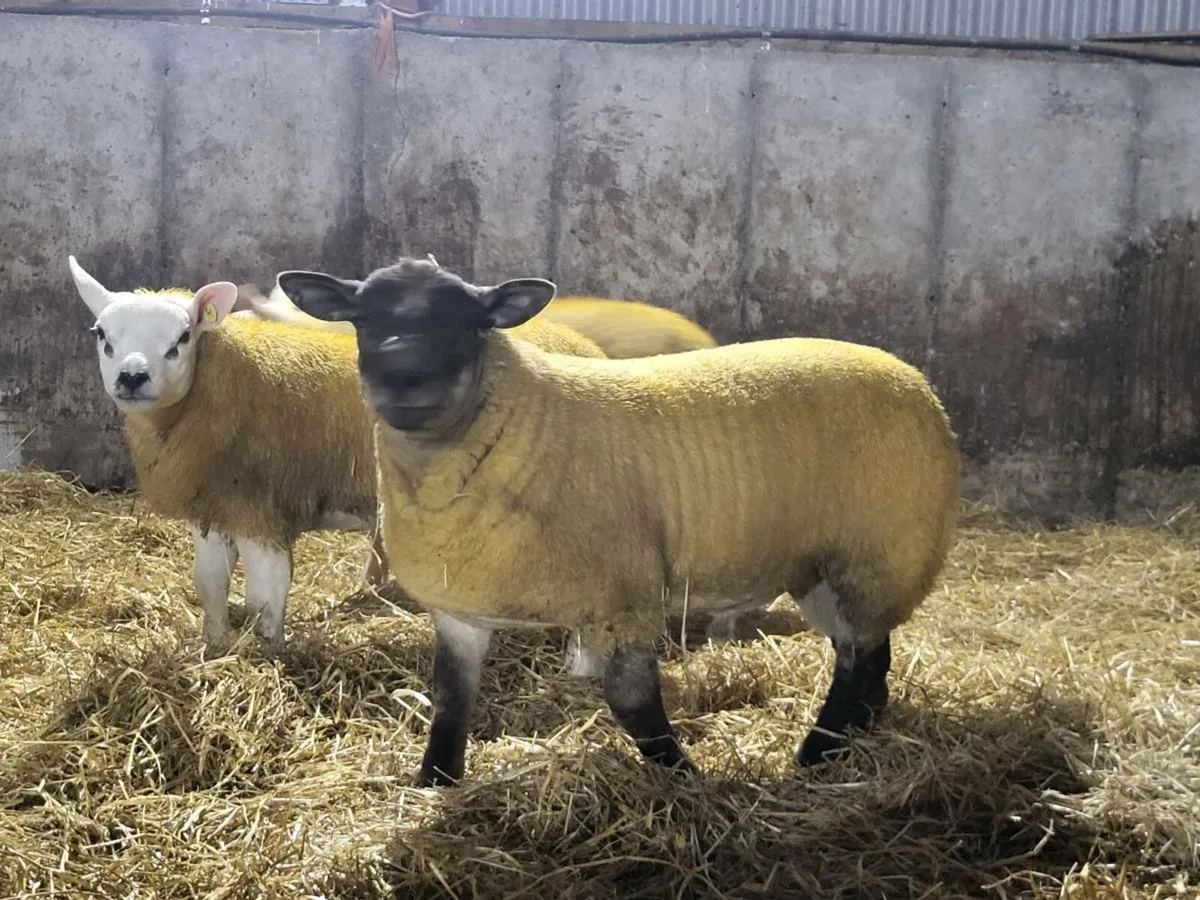 Suftex Suffolk Texel Charollais - Image 1