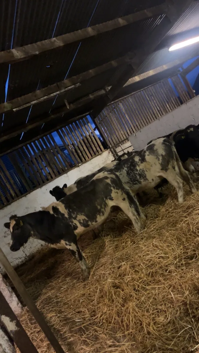 6 blue heifers - Image 1