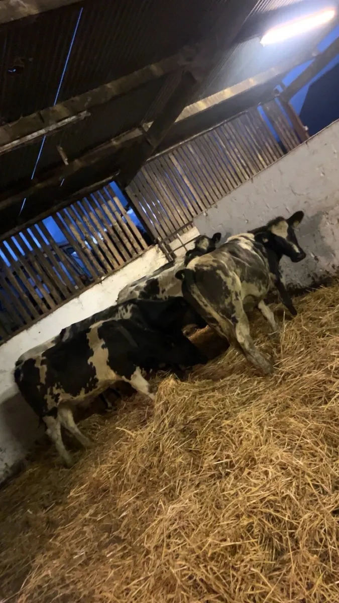 6 blue heifers - Image 3