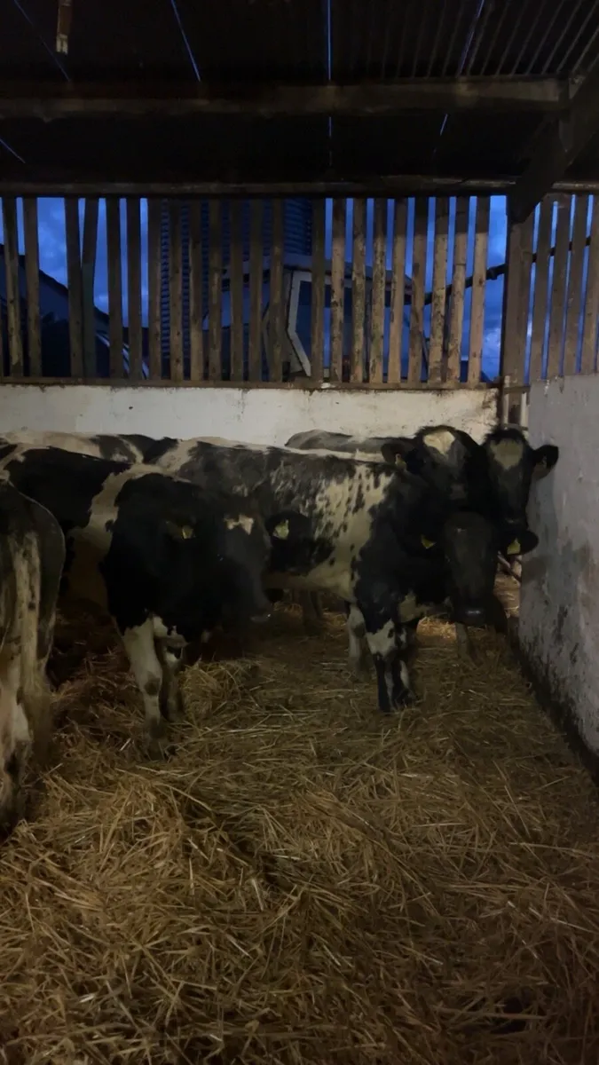 6 blue heifers - Image 4