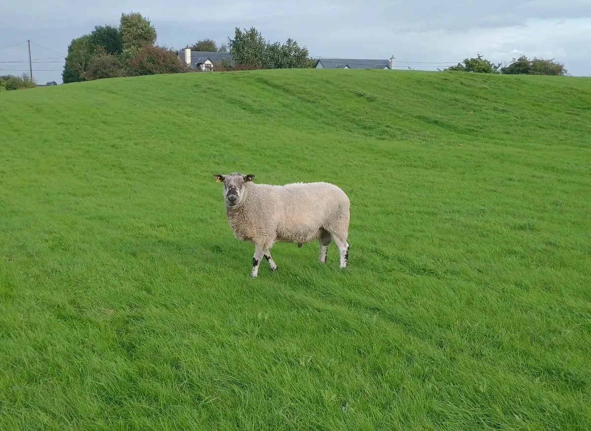 Sheep - Image 2