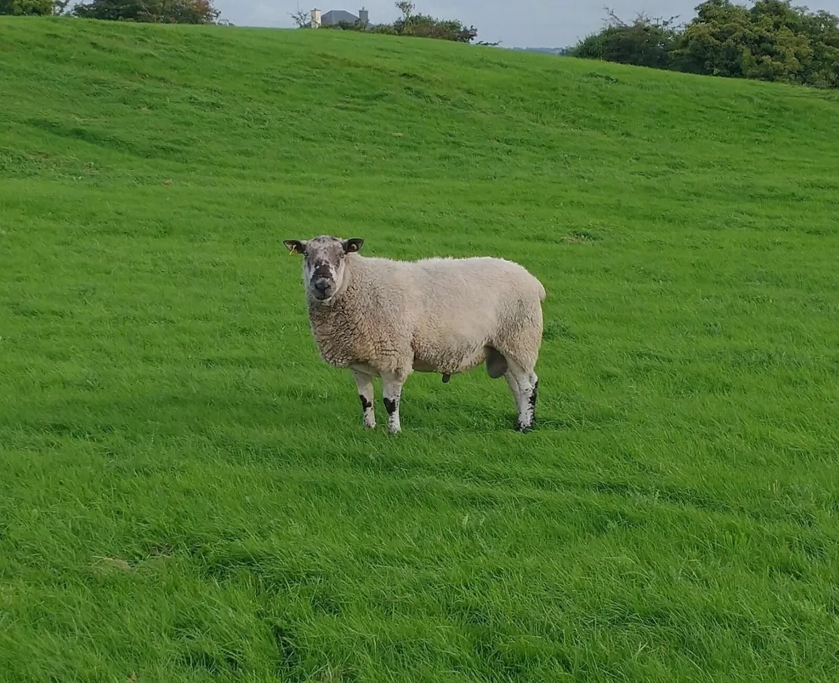Sheep - Image 3