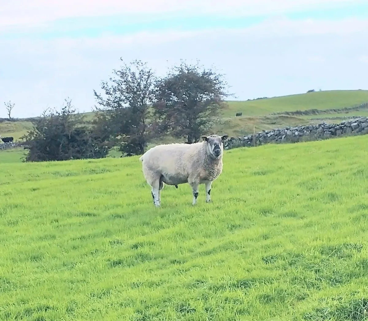 Sheep - Image 4