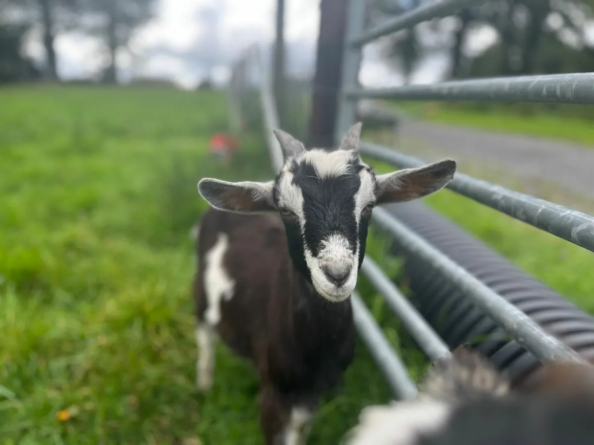 Male kid goats - Image 2