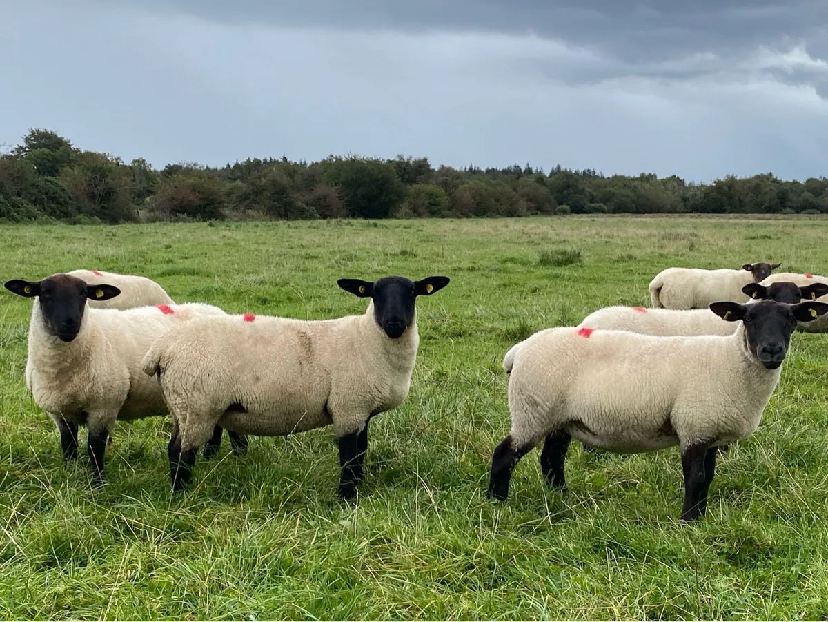 Hoggets - Image 2