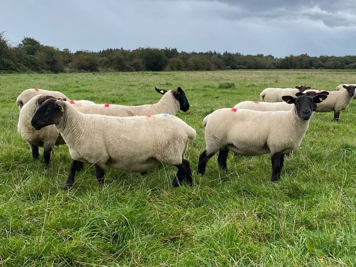 Hoggets - Image 3