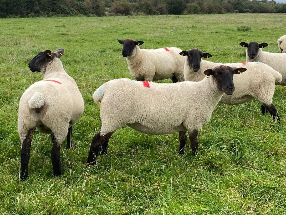Hoggets - Image 4
