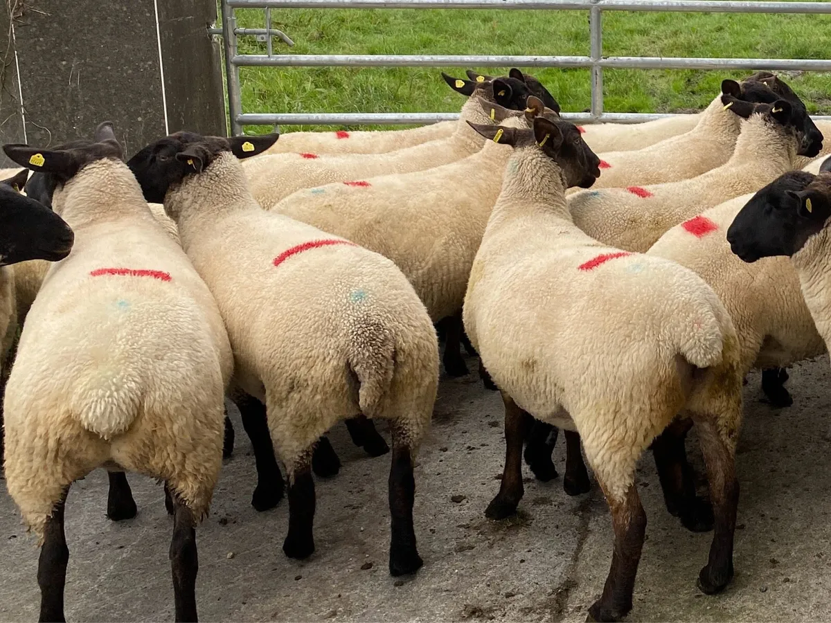 Hoggets - Image 1