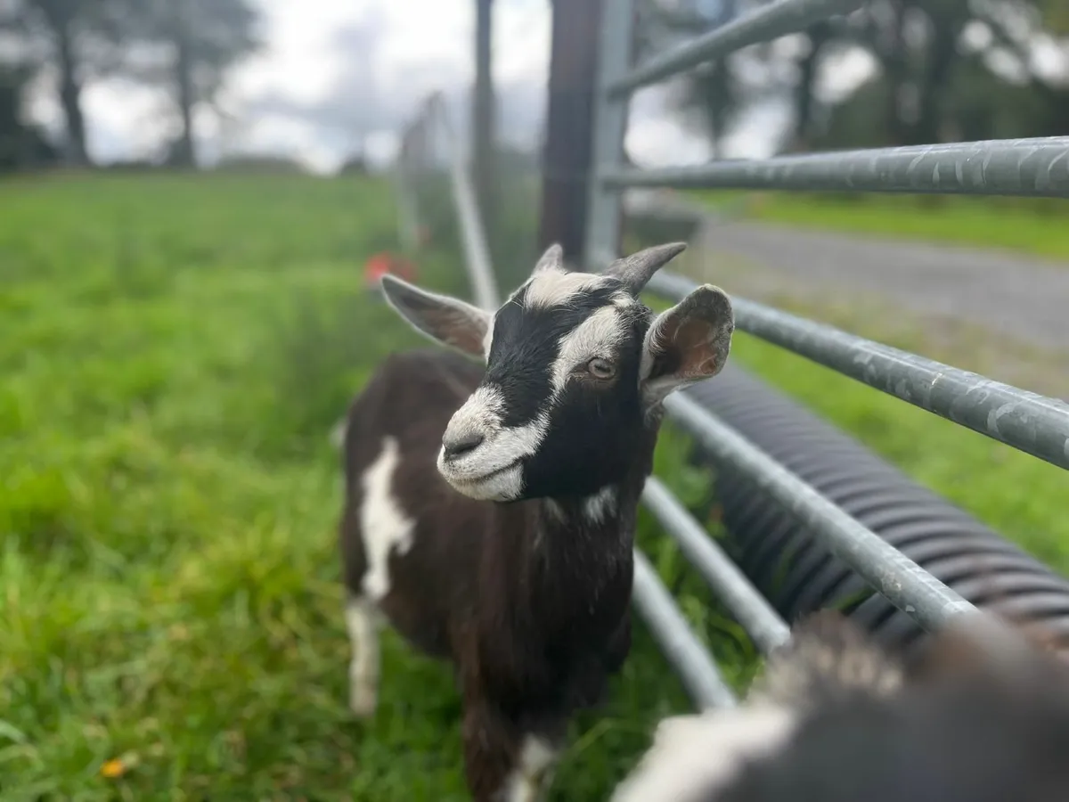 Male kid goats - Image 3