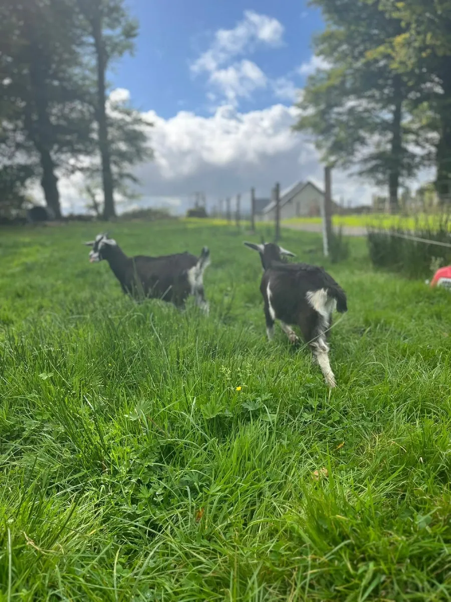 Male kid goats - Image 4