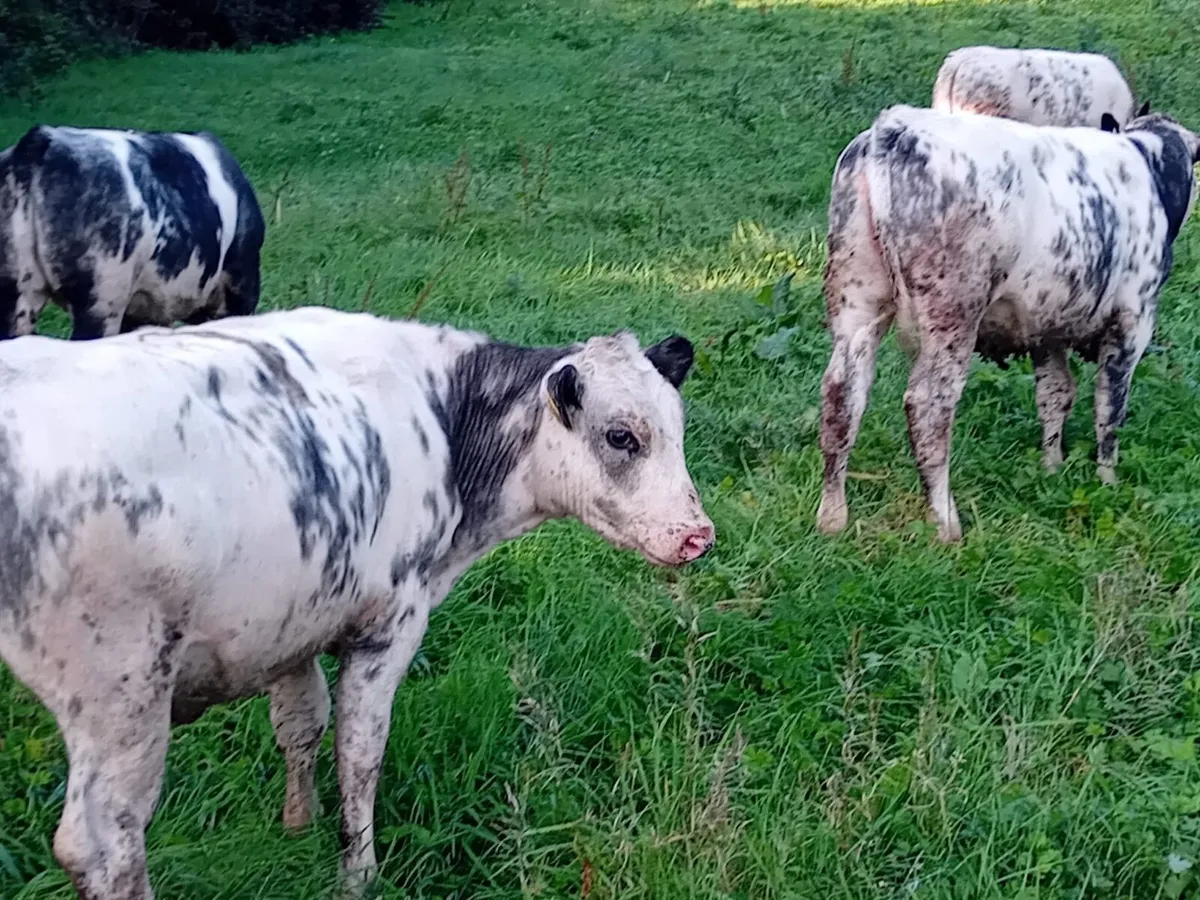 Seven 5 Star B.B Heifers - Image 2