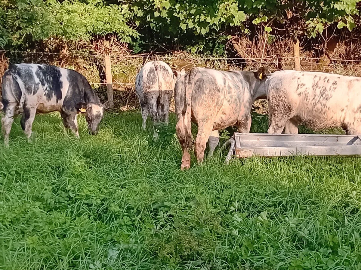 Seven 5 Star B.B Heifers - Image 3