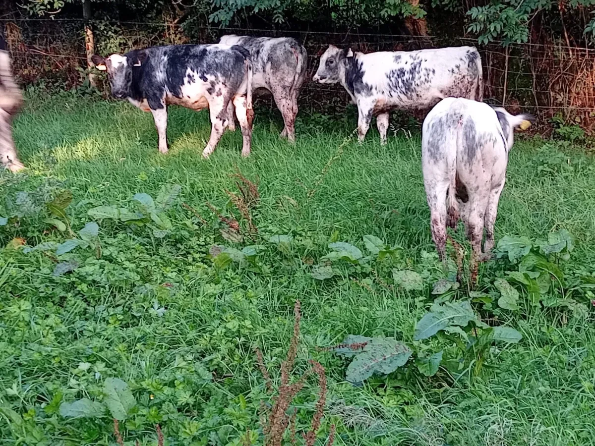 Seven 5 Star B.B Heifers - Image 4