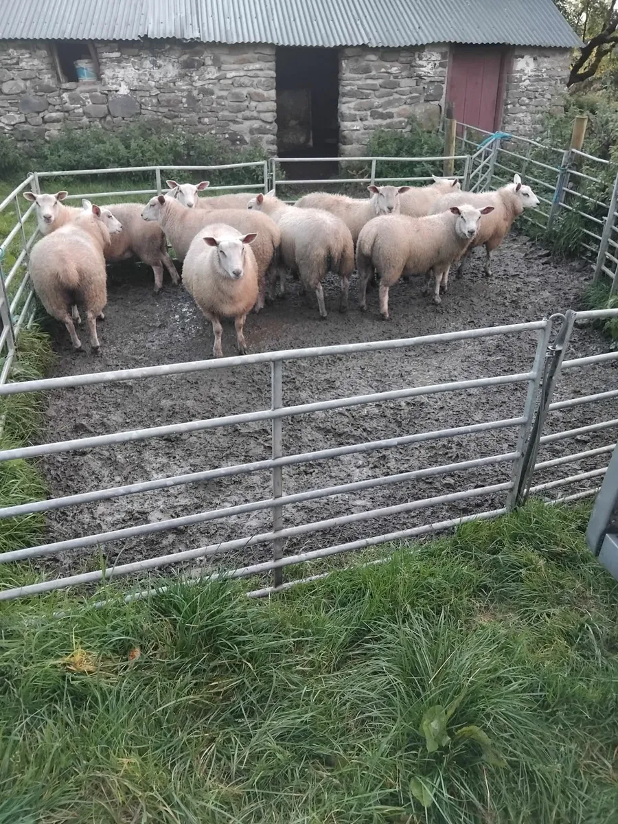 Ewe lambs for sale - Image 1