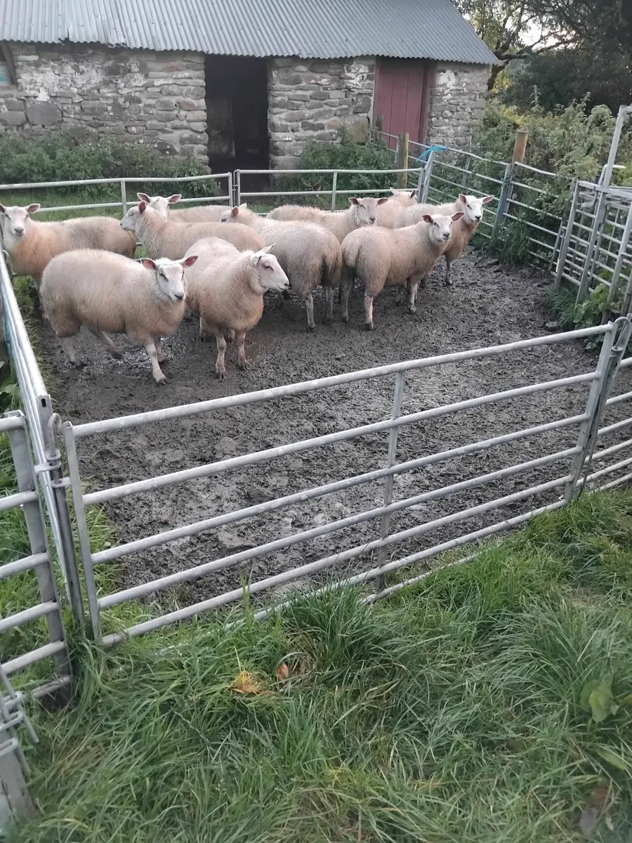 Ewe lambs for sale - Image 2