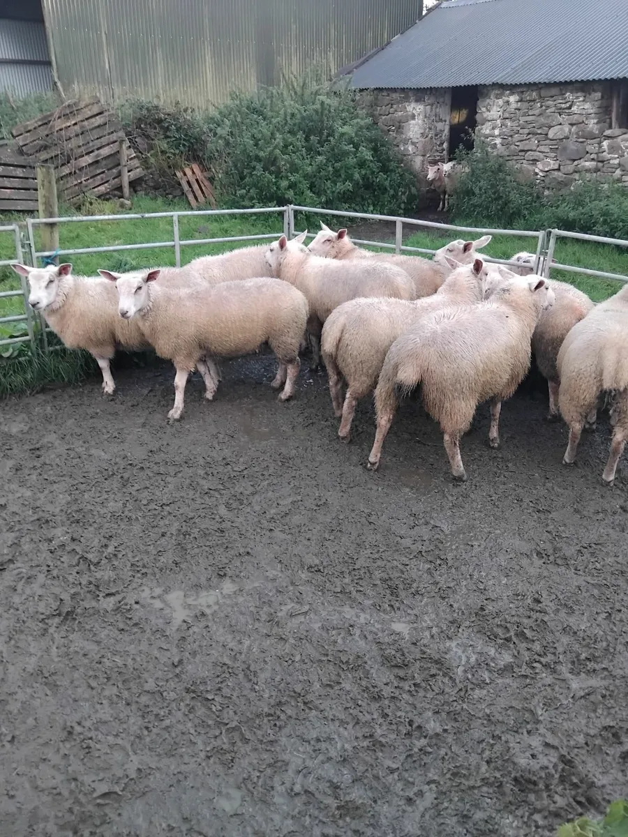 Ewe lambs for sale - Image 3