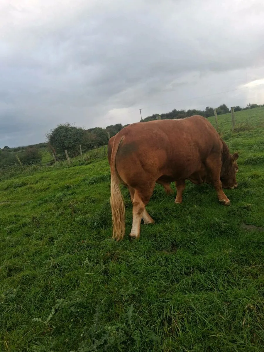 Bull - Image 1