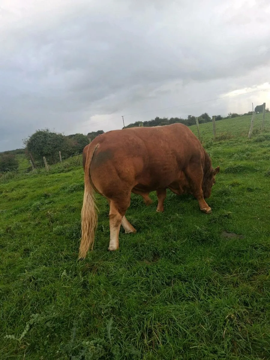 Bull - Image 2