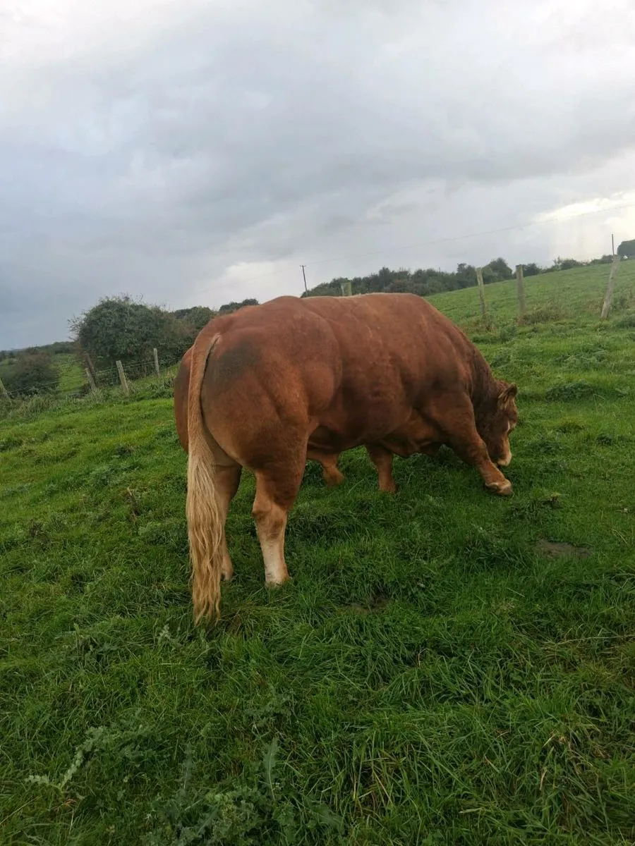 Bull - Image 3