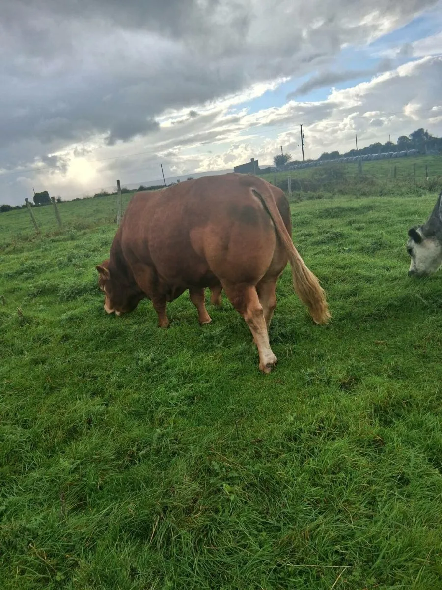 Bull - Image 4