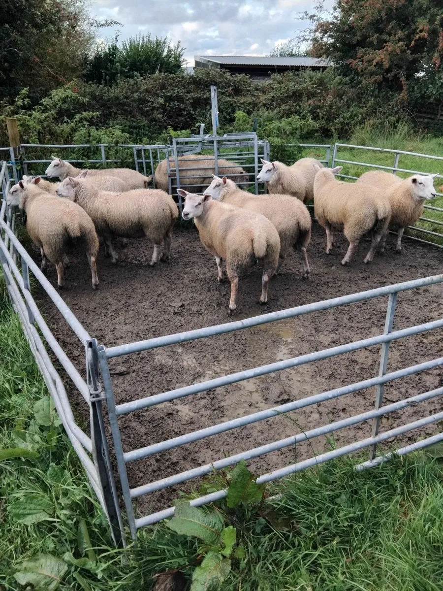 Ewe lambs for sale - Image 4