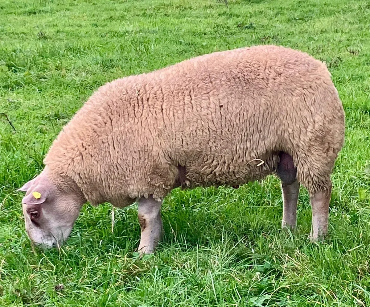 Charollais ram sale in Cootehill livestock mart - Image 2
