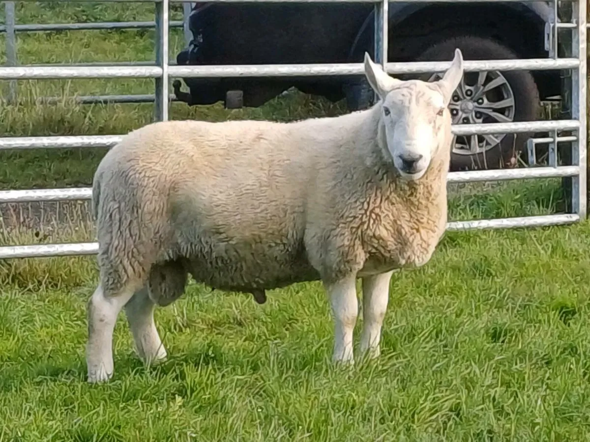 North country Cheviot hogget rams - Image 1