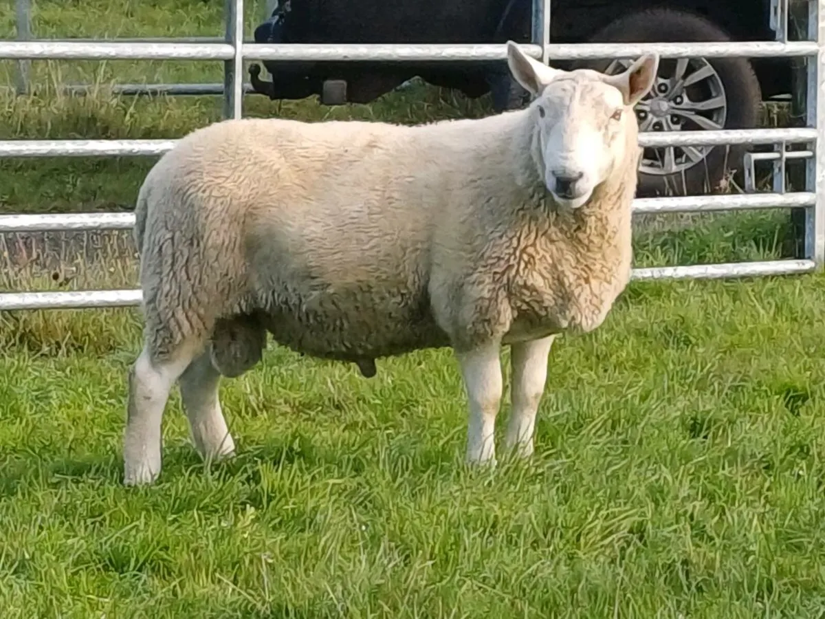 North country Cheviot hogget rams - Image 2