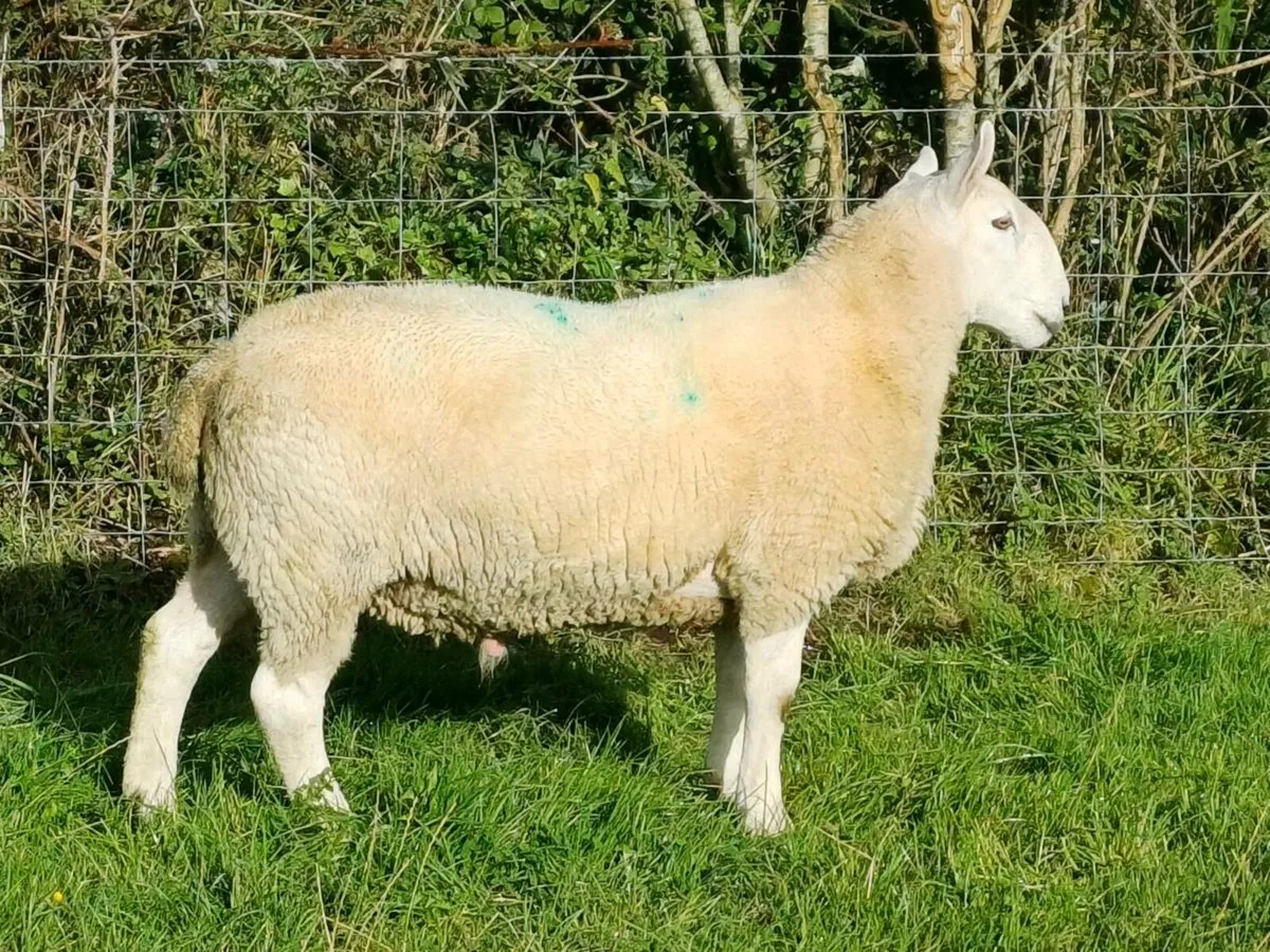 North country Cheviot hogget rams - Image 3