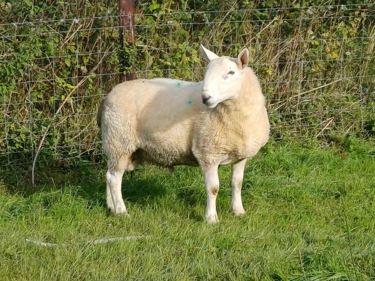 North country Cheviot hogget rams - Image 4