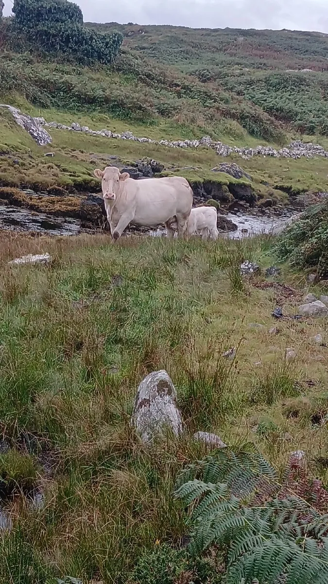Cattle - Image 4