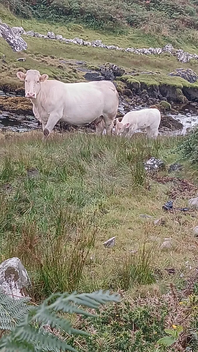 Cattle - Image 1