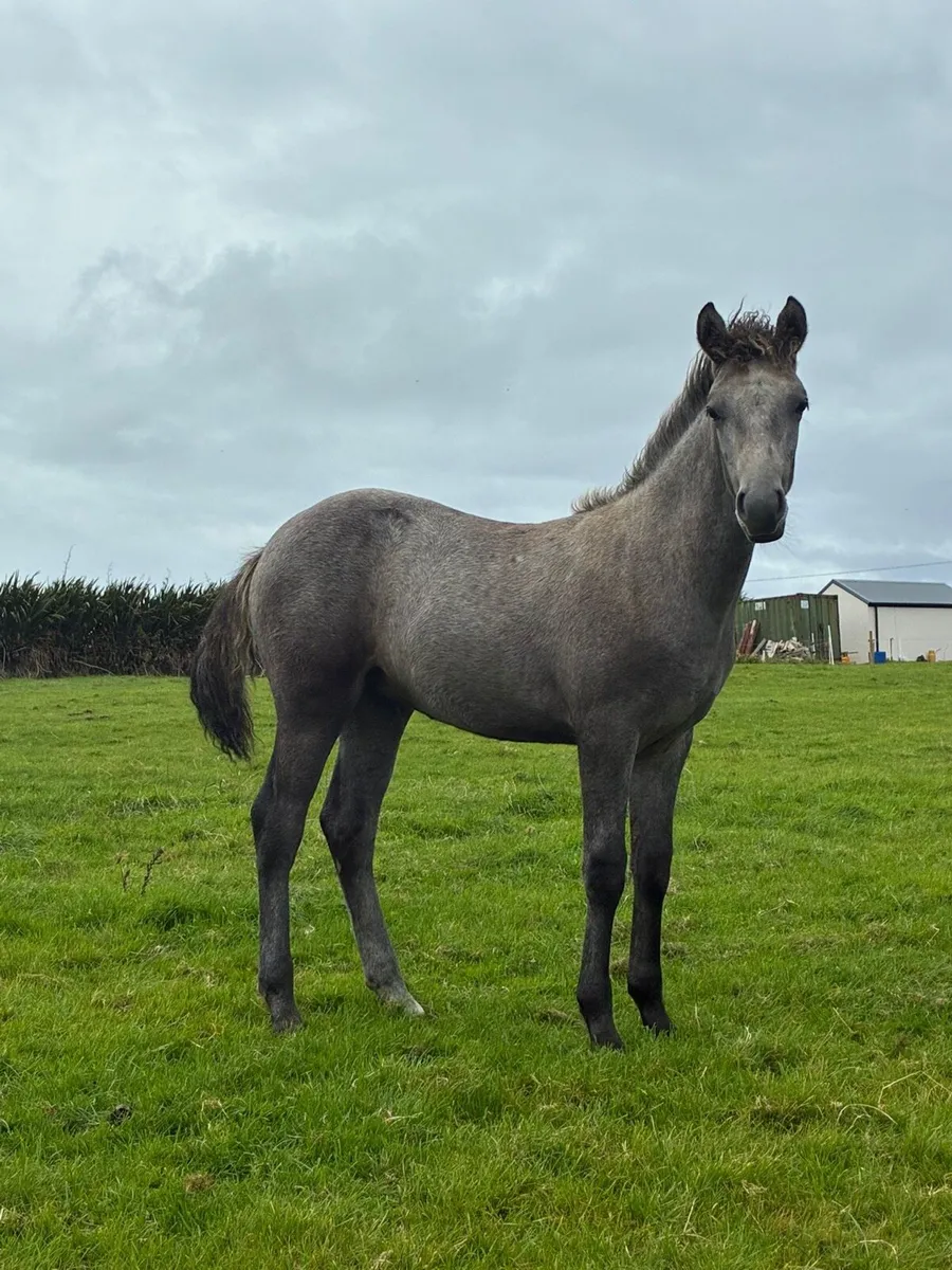 Connemara filly foal by drumbad fletcher moss - Image 1