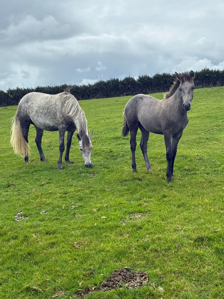 Connemara filly foal by drumbad fletcher moss - Image 3