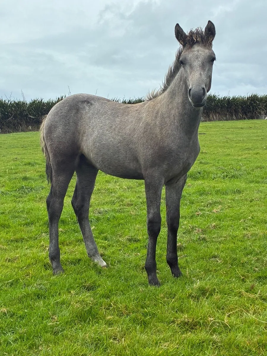 Connemara filly foal by drumbad fletcher moss - Image 4