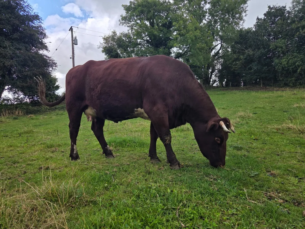 Shorthorn - Image 1