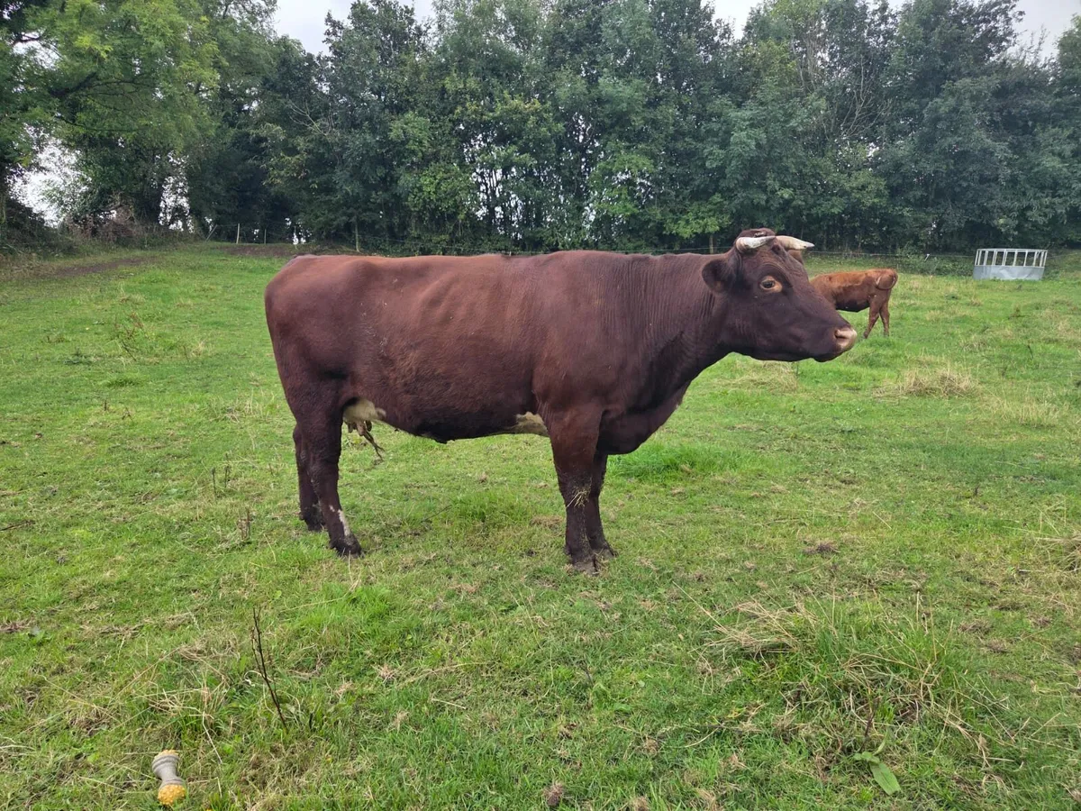 Shorthorn - Image 2