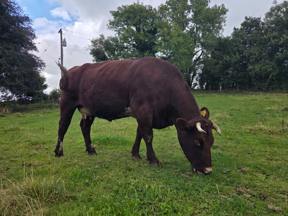 Shorthorn - Image 4