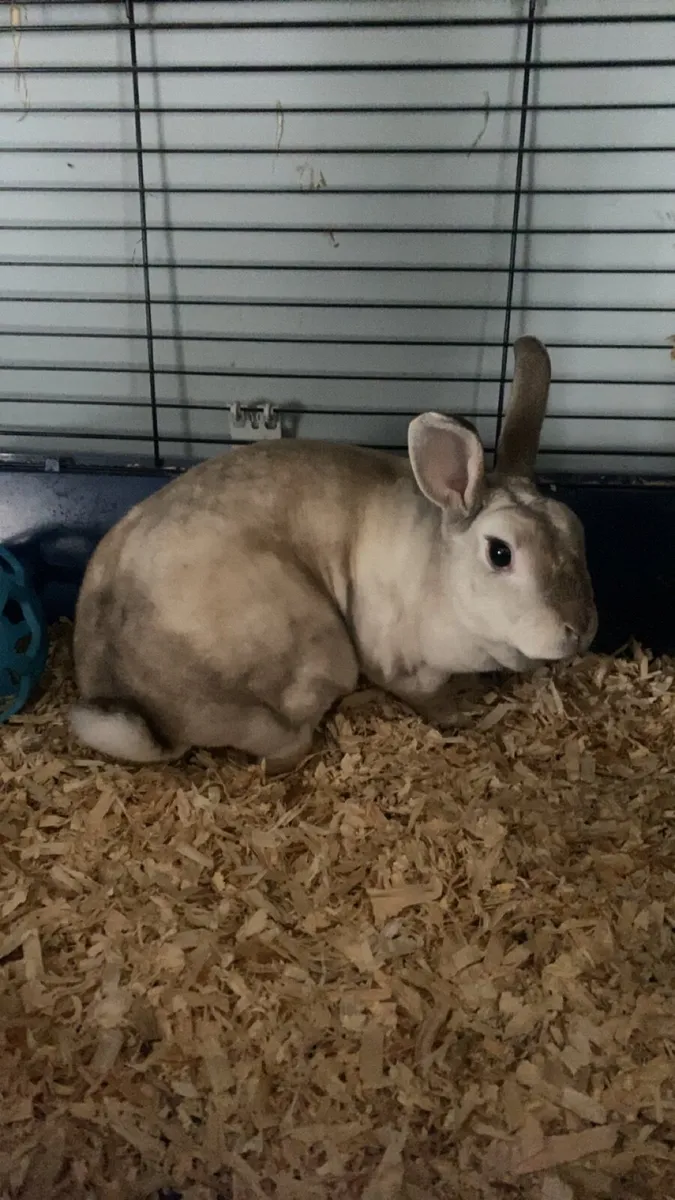rabbits and Guinea pigs - Image 1