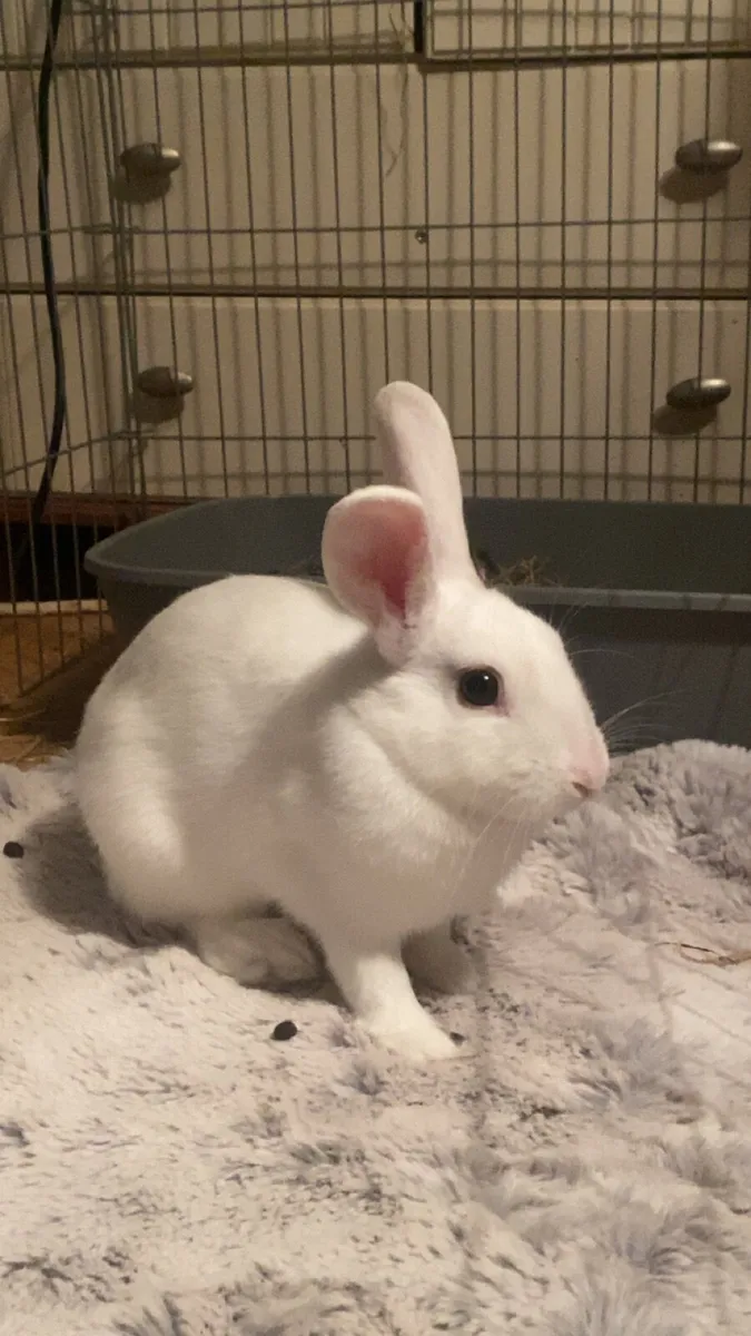 rabbits and Guinea pigs - Image 2