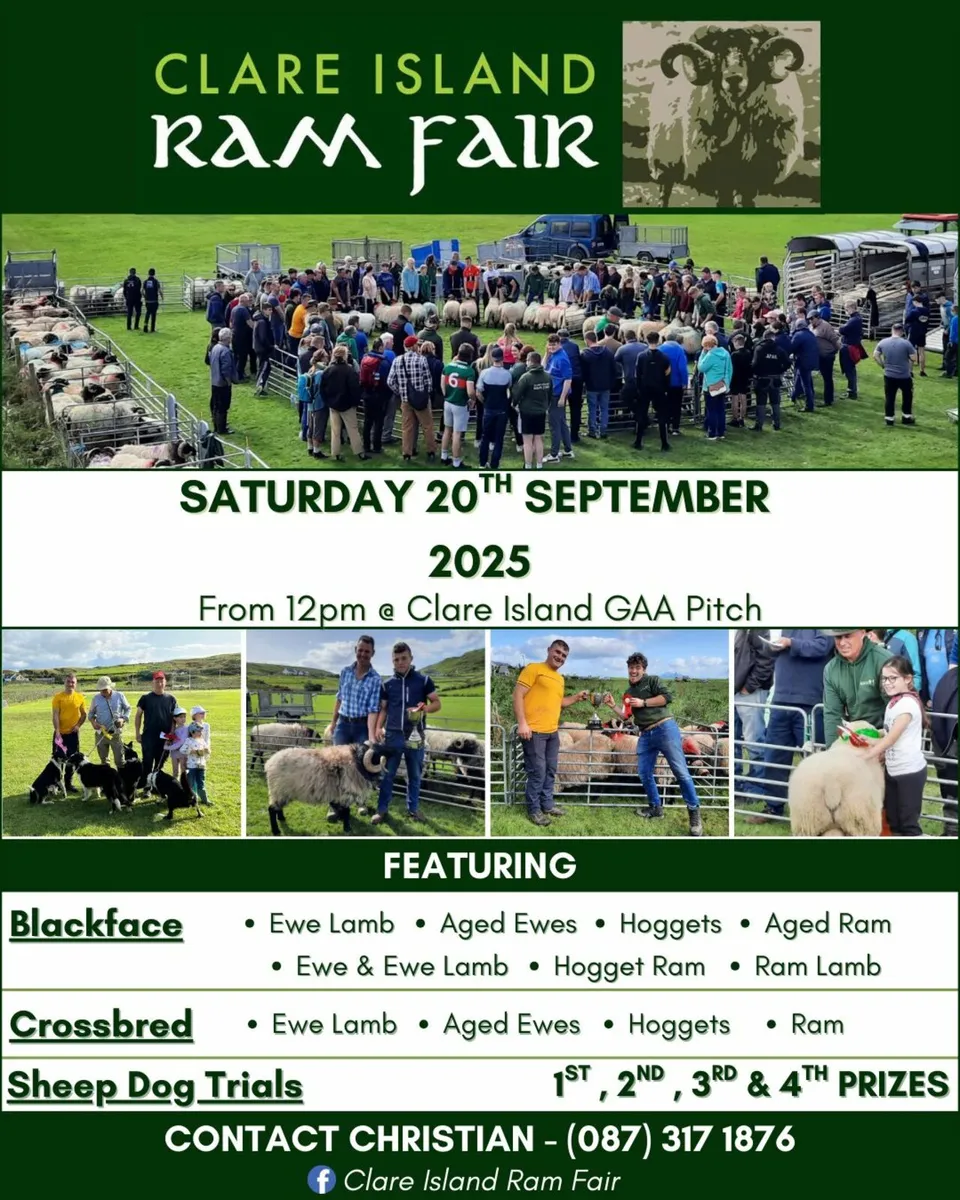 Clare Island Sheep Show 💥🐏🐑💥